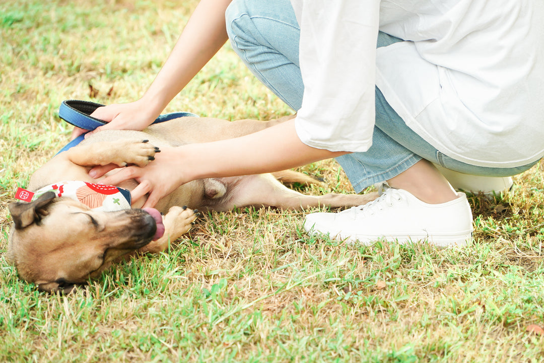 HC1130【京都手作】防潑水京都小白鞋【日本製限量布】【情侶款】